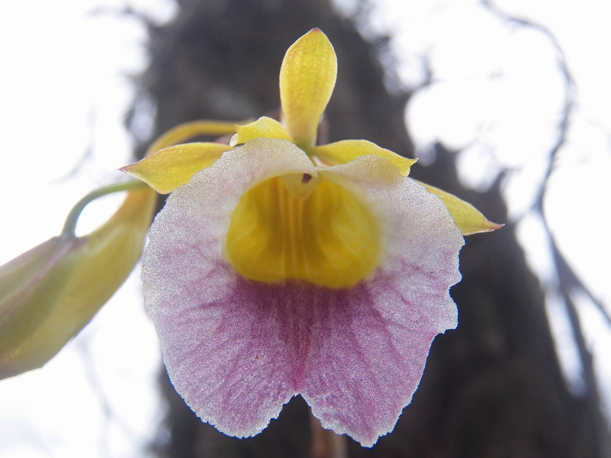 Galeandra batemanii
